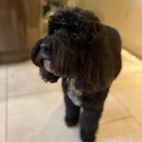 Simply Pets & Grooming