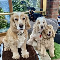 Whitford Dog Hotel and Spa