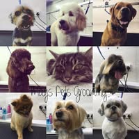 Mays Pets
