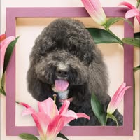 Grooming Marvellous