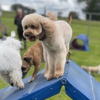 Top Dog Boarding Kennels and Grooming services