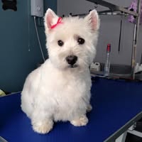 Pet Pawfect Dog Grooming