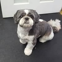 Alpha Dogs Professional Dog Grooming