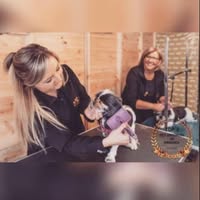 Short Bark & Sides Dog Grooming with Day Care