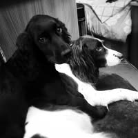 Groom & Go Dog Grooming