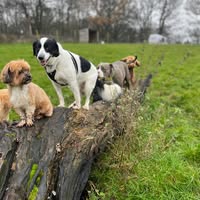 Pawsome Daycare and Spa