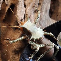 Pisces Exotic Pets