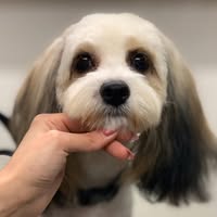 Mucky Paws Dog Grooming