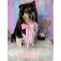 Miss Groomers