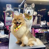 Wash n wag ballymoney