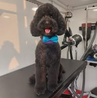 Lucky Pawz dog groomer