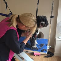 Beau’s Dog Grooming Salon