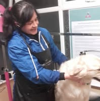 D'WAGS dogs with a groomed style