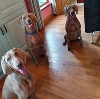 Aldergrove Animals Boarding Kennels & Dog Grooming