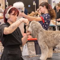 Furfection Dog Grooming