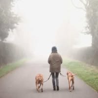 Copper Beech Pet Services