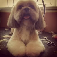 Top Dog Grooming Studio