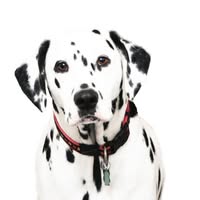 GGS Refreshing Paws Dog Grooming