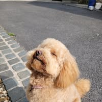 Fur Get Me Knot Dog Grooming