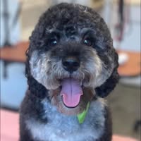 The Scruffy Dog Company