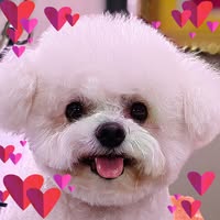 Thornhill Dog Grooming