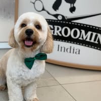Dog Grooming By India
