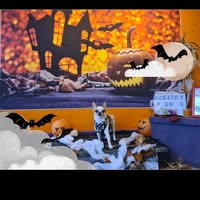 Scrappy Doo's