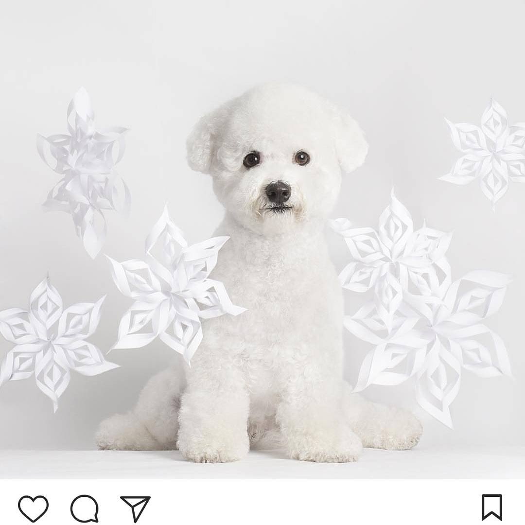 Pampered Pooch