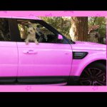 Essex Pooch Palace