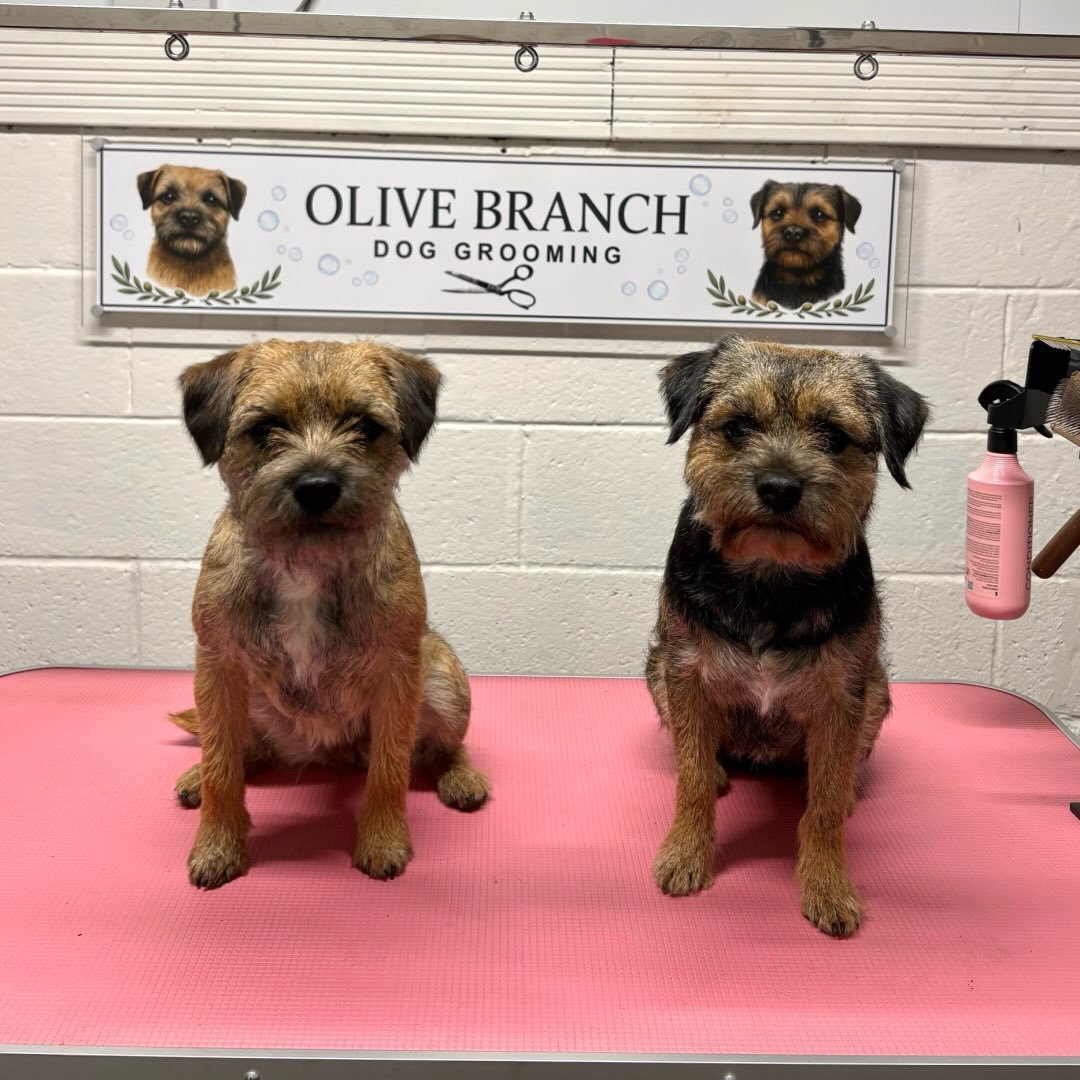 Olive branch dog grooming