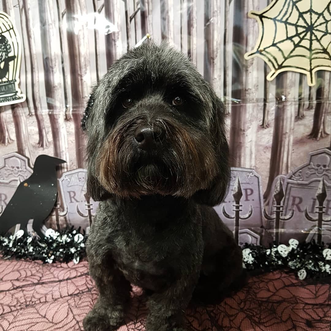 Wight's Wash 'n' Wag Dog Grooming