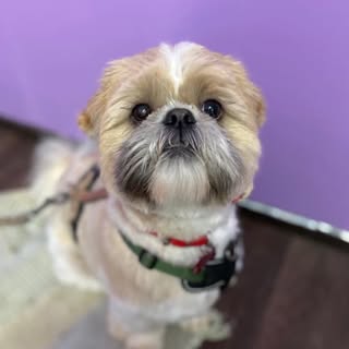 Snoops Grooming Parlour