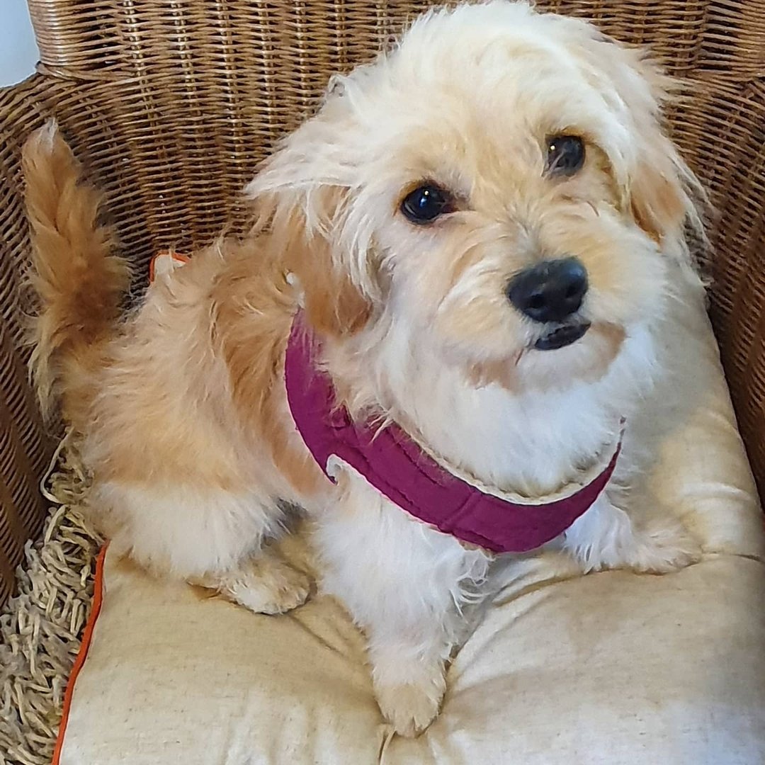 Ponteland Pads and Paws Dog Grooming