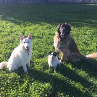 Pawfect Dog Grooming