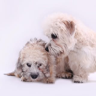 Elliott's Dog Grooming Studio