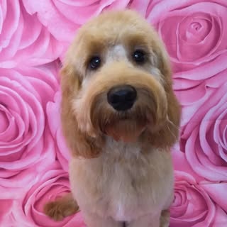Cambuslang Dog Grooming