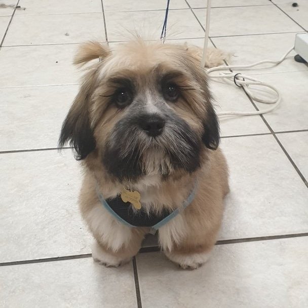 Groomers Inc