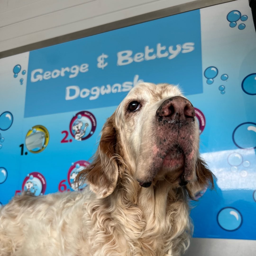 George & Betty's Dog Wash