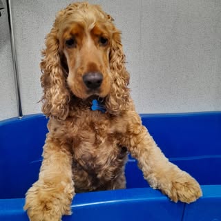 Hillbury hounds dog grooming