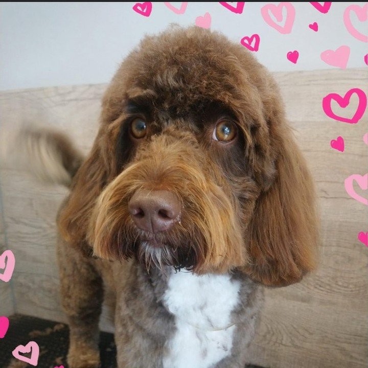 KlipArt Dog Grooming