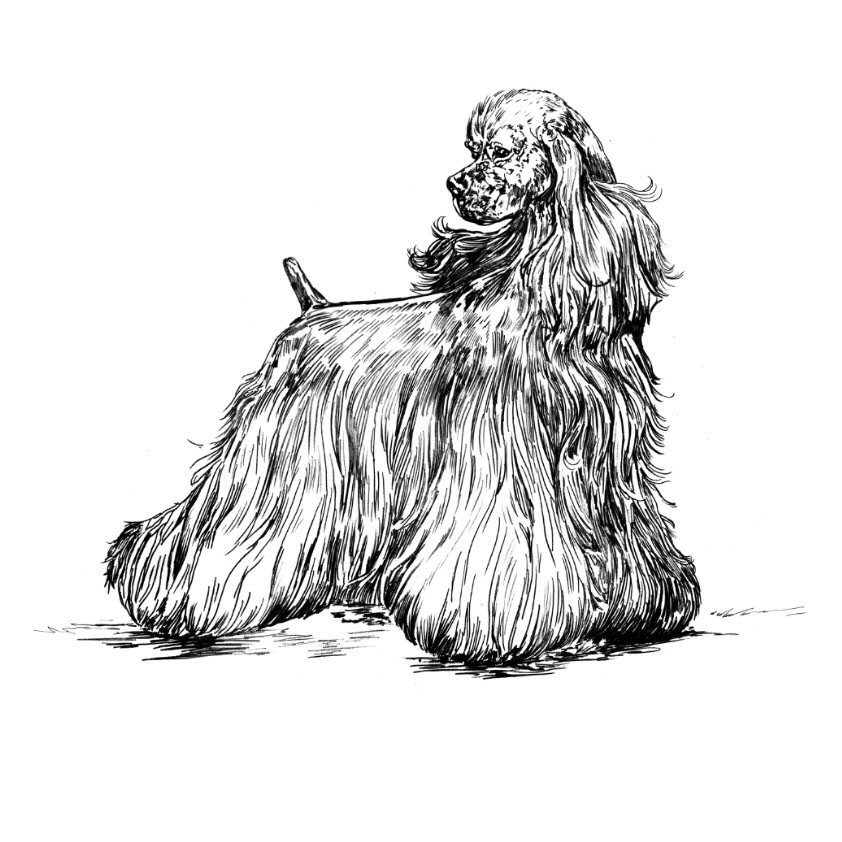 Noble Hound Grooming