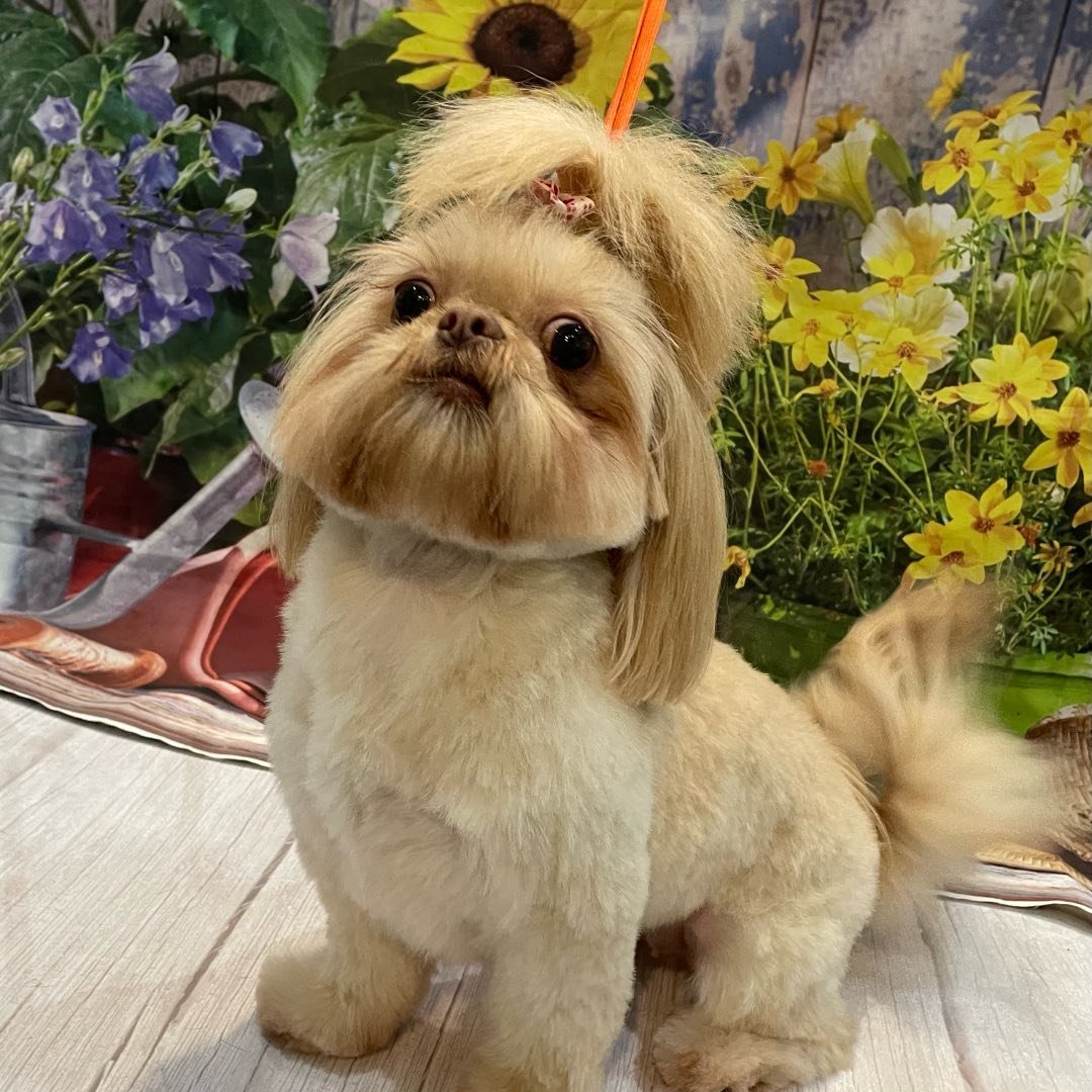 Molly's Dog Grooming