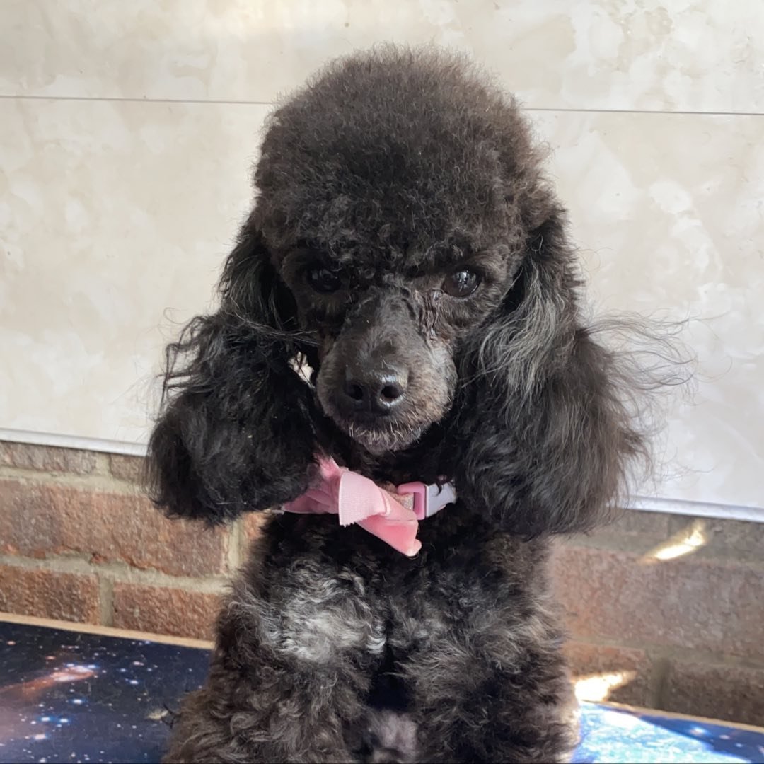 Poodles & Pals Dog Grooming