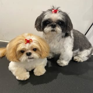 Candy Paws Dog Grooming
