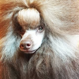 Canine Creations