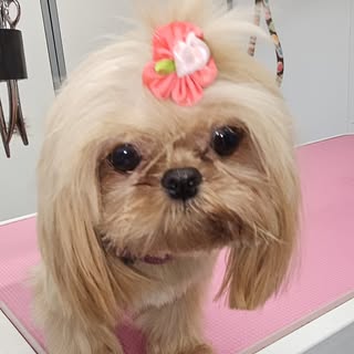 Tachibana Dog Grooming
