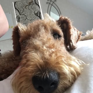 Curly Couture Dog Grooming