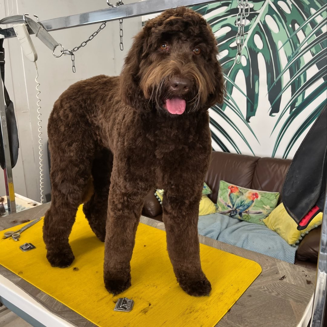 Debbies Dog Salon