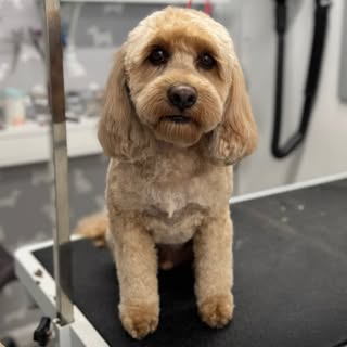 The Dog Groomery