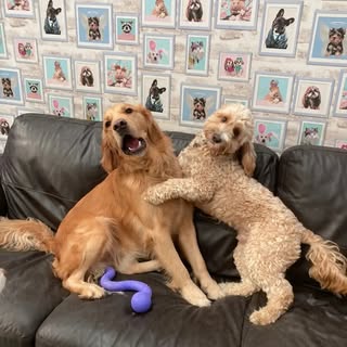 Happy Pets